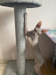 Кошачьи забавы