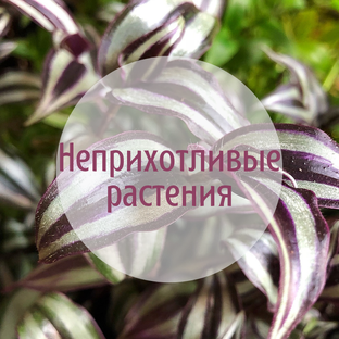 Неприхотливые растения для дома