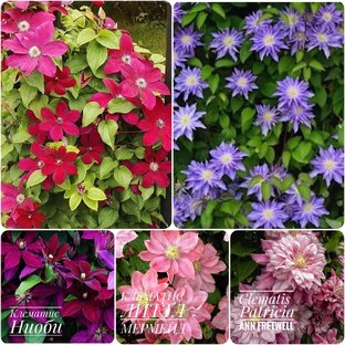 Клематисы 2-летние и однолетние саженцы