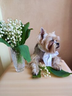 Эдюсик размышляет