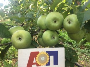 Плодовые культуры