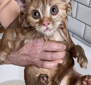 МойМикроприют