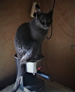 Кот Филя и пес Тимофей