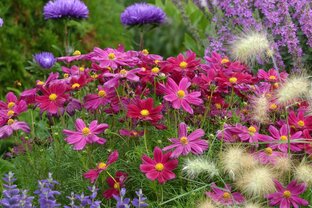 Однолетники