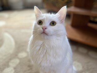 Приколы с животными