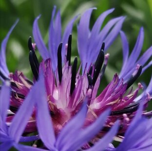 🌿Афоризмы🌿