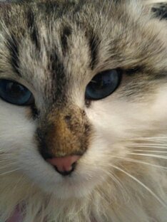 НЕ ГОРОДСКИЕ КОШКИ😻