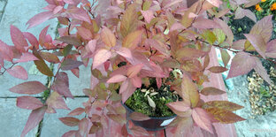 Кустарники