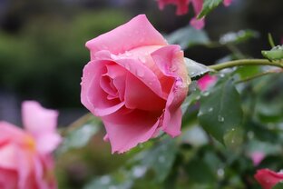 Калейдоскоп Жизни