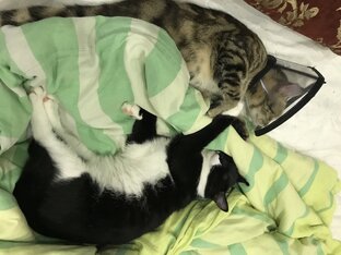 Кошечки Эли да Маргошечки😁