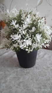 Жизнь как она есть