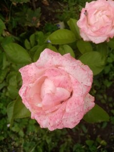 Сад и огород