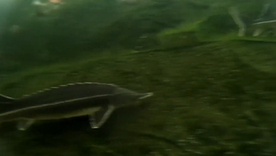 Осётр в дачном пруду