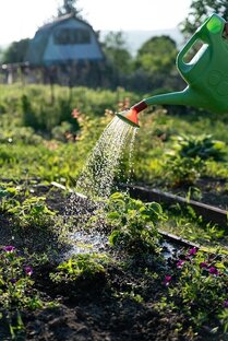 Следим за овощамм