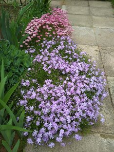 Почвопокровные. 