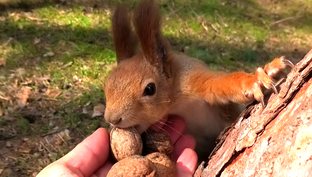 Ручные белки