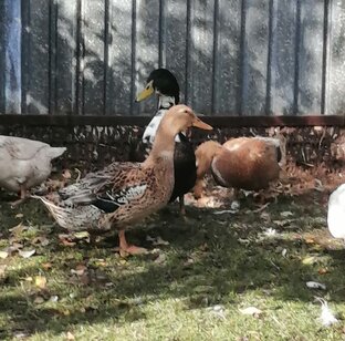 Организация ЛПХ, КФХ