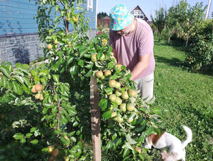 Плодовые деревья и кустарники