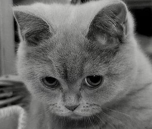 Мои животные