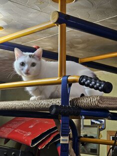 Кошечка Бусинка