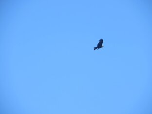 Выживание и ЧС