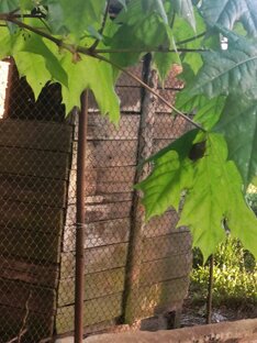 Какое везение ванючие должно быть я ненавижу майских жуков а я взял этот лист