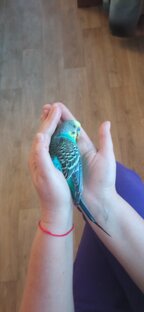 Ты всегда будешь в наших сердцах 😘😘😘🦜