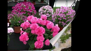 Пеларгония