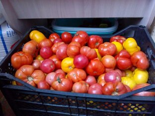 Садоводы и огородники 