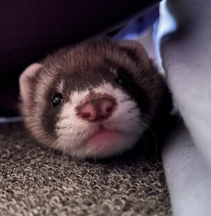 Жизнь Хорька!