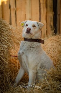 Приют "АНАНДА "