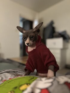 Лютик
