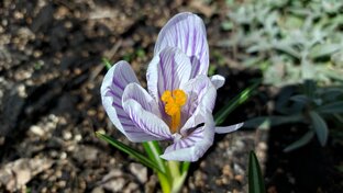 Луковичные многолетники