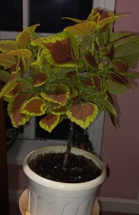 Делаем колеус на штамбе вместе