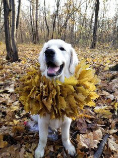 Собачья жизнь♥