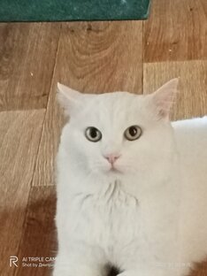 Дневник Снежка