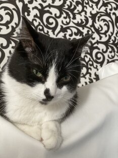 День кота Лакки