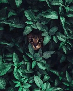 Животные 🦥