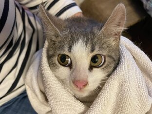Кошка Милена и котенок Мила, подброшены к поликлинике