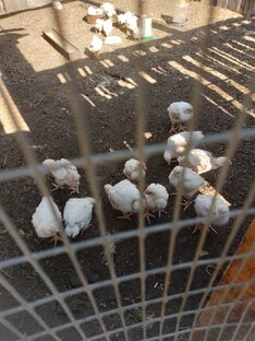 Птичий двор. Гуси, куры.