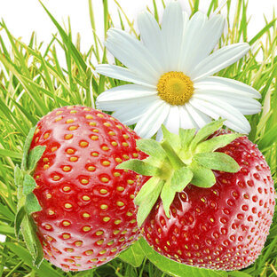 Лето. Летний футаж.