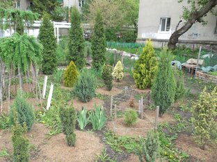 Хвойный палисадник