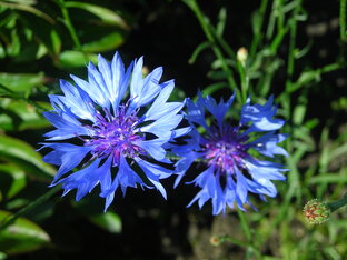 "Размышлизмы"