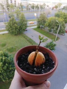 Мой "Авокадель" 