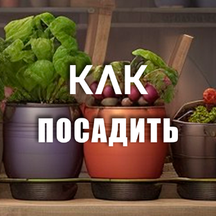 __КАК ПОСАДИТЬ__