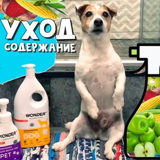 Уход и содержание