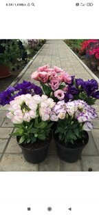 Цветы🌸🌺🌻🌹🌷🌼💐