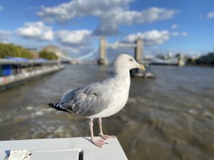 Музеи Англии 