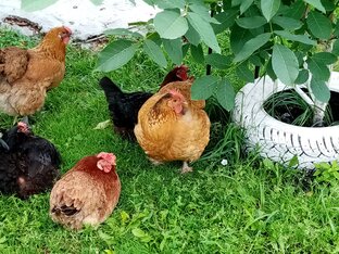 Мои Любимые 🐔КУРОЧКИ и🐔!!!👍🙂💖