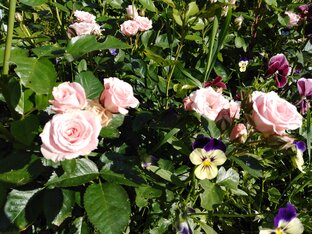 Розы моего сада